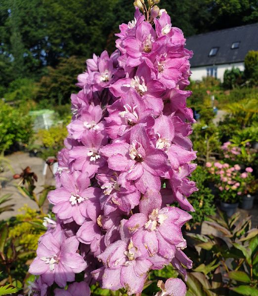 Delphinium pacific 'Astolat'